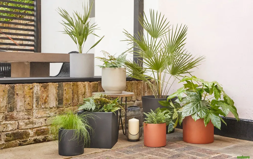 Palms-in-Stylish-Planters-or-Pots