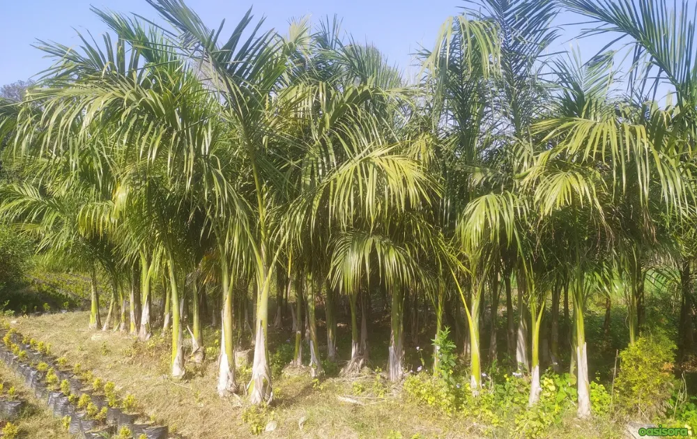 Queen-Palm-for-landscaping