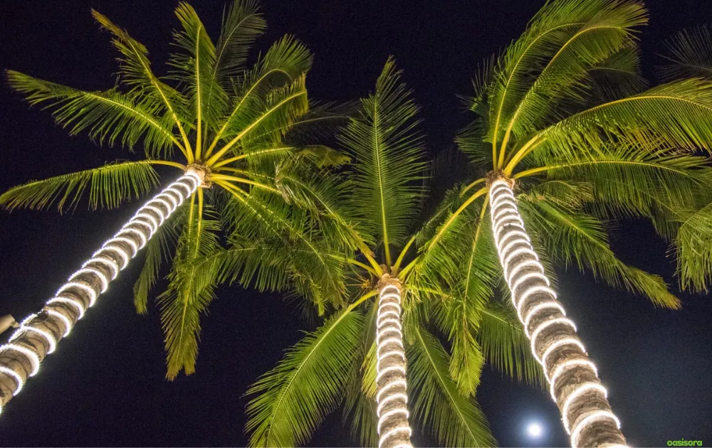 Seasonal-Accents-Pair-Palms-With-Holiday-Lights