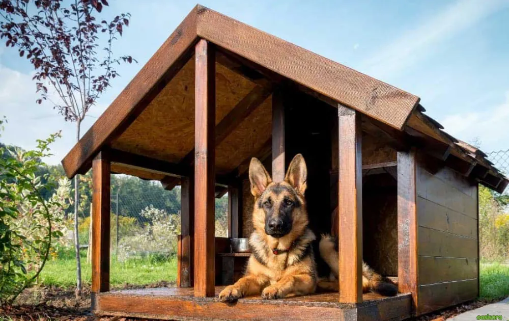 15 Tips for Dog Friendly Backyard Ideas on a Budget in 2025 14 Shade-Solutions-for-dogs