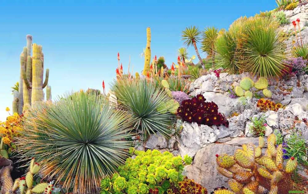 Tropical-Rock-Garden-With-Palms-&-Succulents