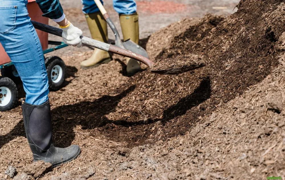 mulching-mistakes-to-avoid-in-florida-landscapes