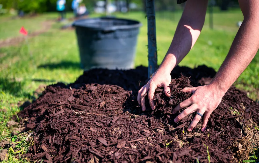 why-Mulching-Is-Essential-in-Florida-Landscapes
