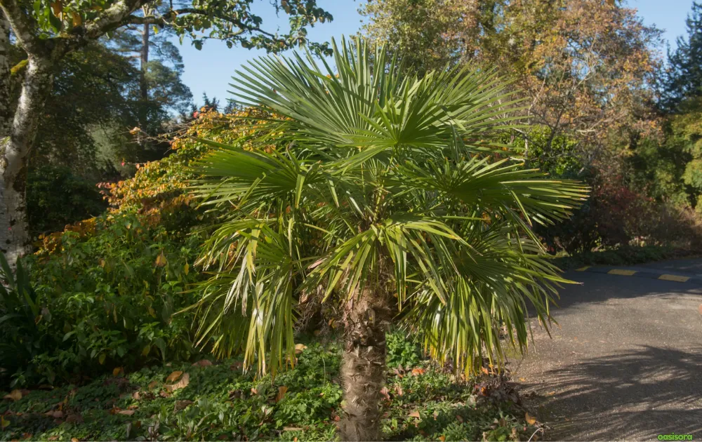 windmill-palm-for-cooler-season