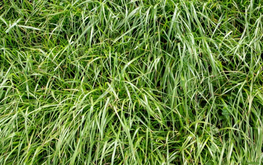 Annual-Ryegrass