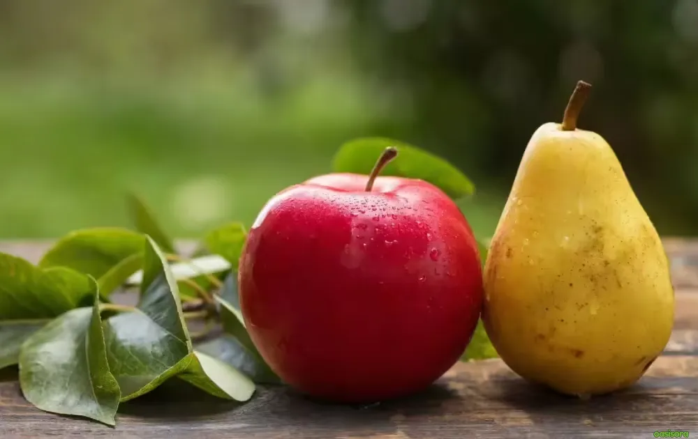 18 Best Fruit Trees to Grow in Arizona: Low-Maintenance Guide 12 Apples-and-Pears