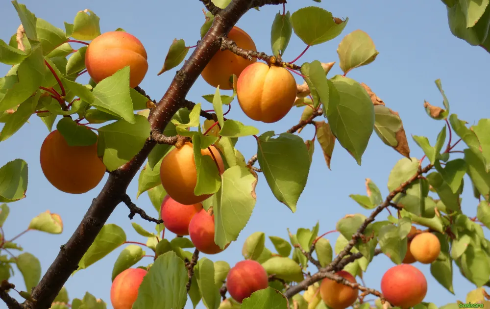 18 Best Fruit Trees to Grow in Arizona: Low-Maintenance Guide 10 Apricot-Katy-Gold-Kist