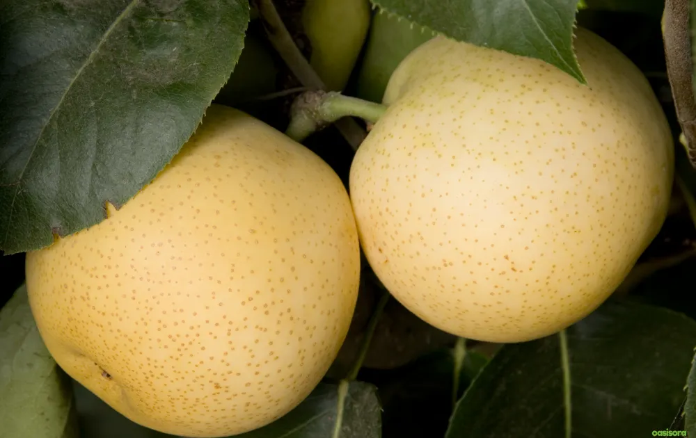 18 Best Fruit Trees to Grow in Arizona: Low-Maintenance Guide 15 Asian-Pear-20th-Century-Shinseiki