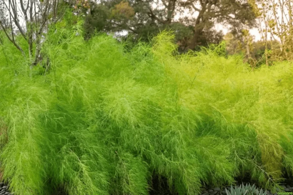 Bamboo-Muhly