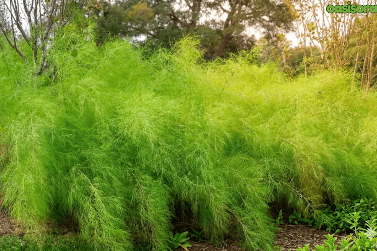 Ornamental Grasses in Your Arizona Landscape (Low Water) 9 Bamboo-Muhly-Muhlenbergia-dumosa