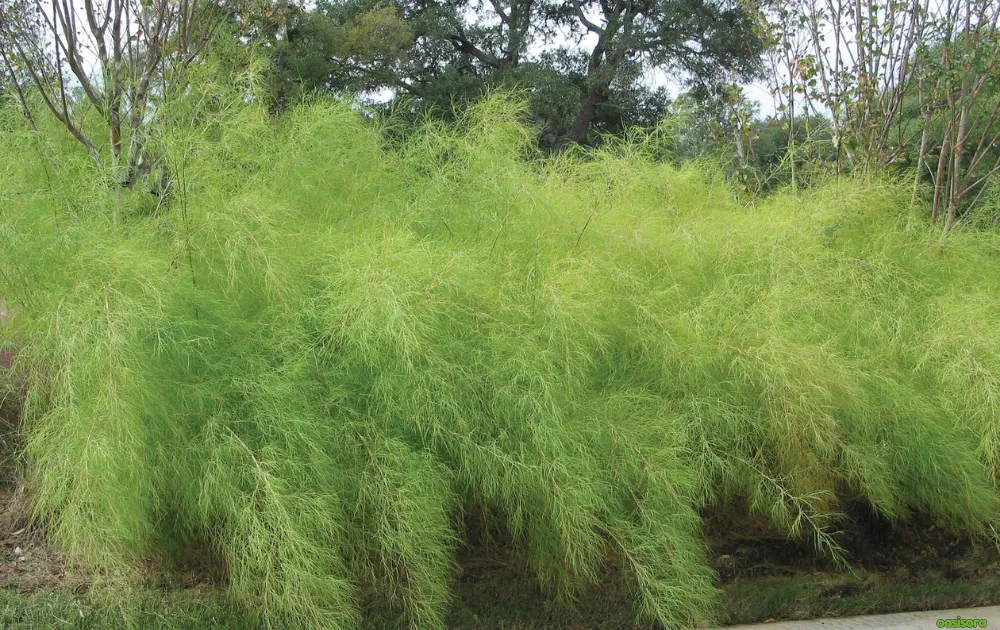 12 Best Ornamental Grasses in Your Arizona Landscape 9 Bamboo-Muhly-Muhlenbergia-dumosa