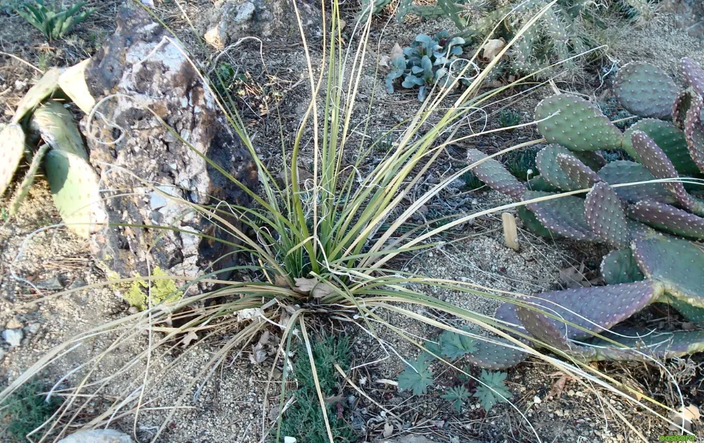 12 Best Ornamental Grasses in Your Arizona Landscape 10 Bear-Grass-Nolina-microcarpa