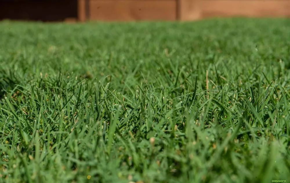 Bermuda-Grass-for-arizona