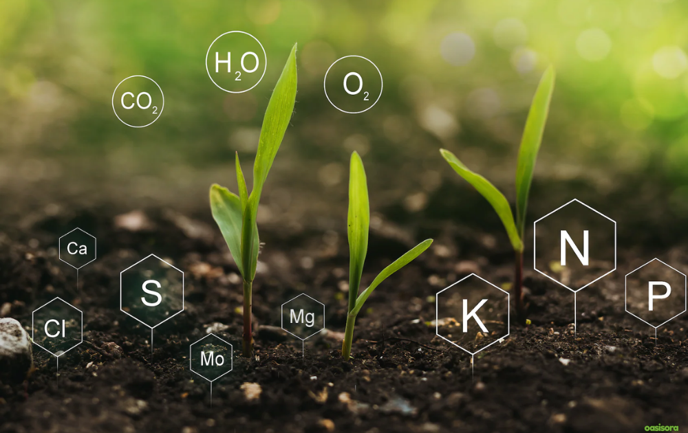 Best-Fertilizers-for-Arizona-Trees