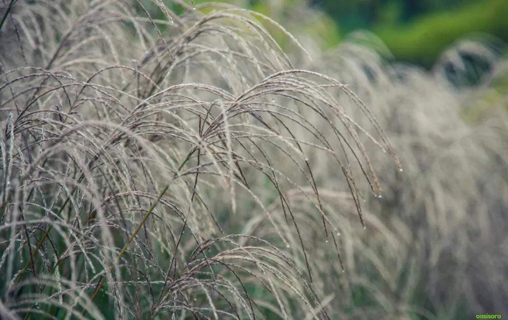 12 Best Ornamental Grasses in Your Arizona Landscape 1 Best-Ornamental-Grasses-in-Your-Arizona-Landscape
