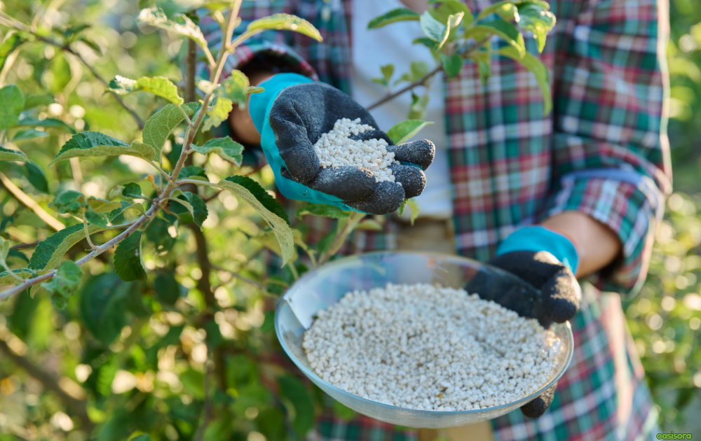 Best-Time-to-Fertilize-Trees-in-Arizona’s-Winter