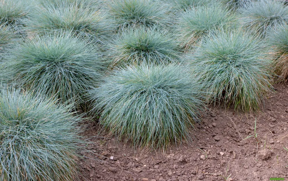 12 Best Ornamental Grasses in Your Arizona Landscape 4 Blue-Fescue-Festuca-glauca