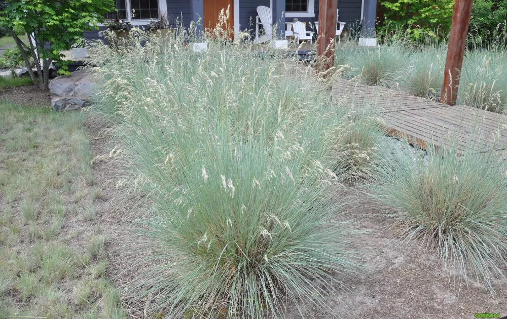 12 Best Ornamental Grasses in Your Arizona Landscape 13 Blue-Oat-Grass-Helictotrichon-sempervirens