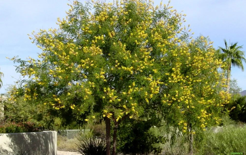 Cascalote-tree