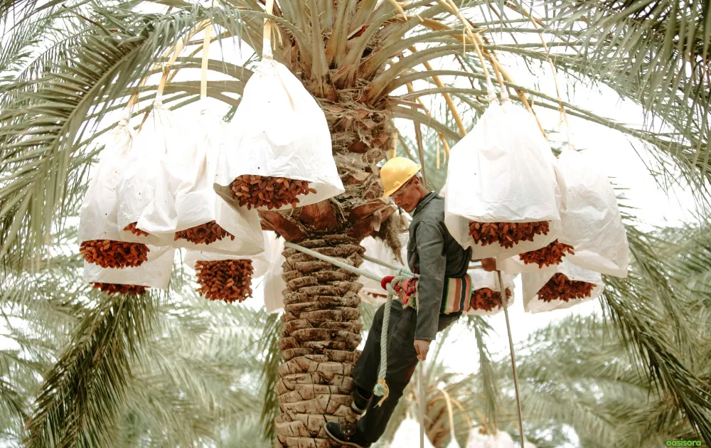 18 Best Fruit Trees to Grow in Arizona: Low-Maintenance Guide 21 Date-Palm-Medjool