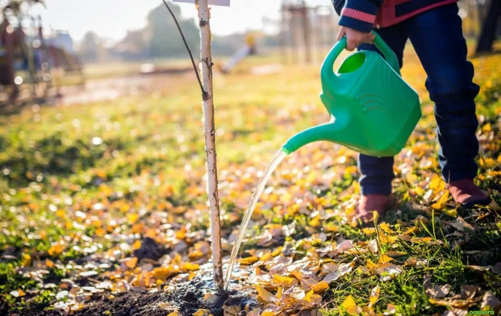 5 Simple Solutions To Frost Damage on Trees in Arizona 10 Deep-Watering