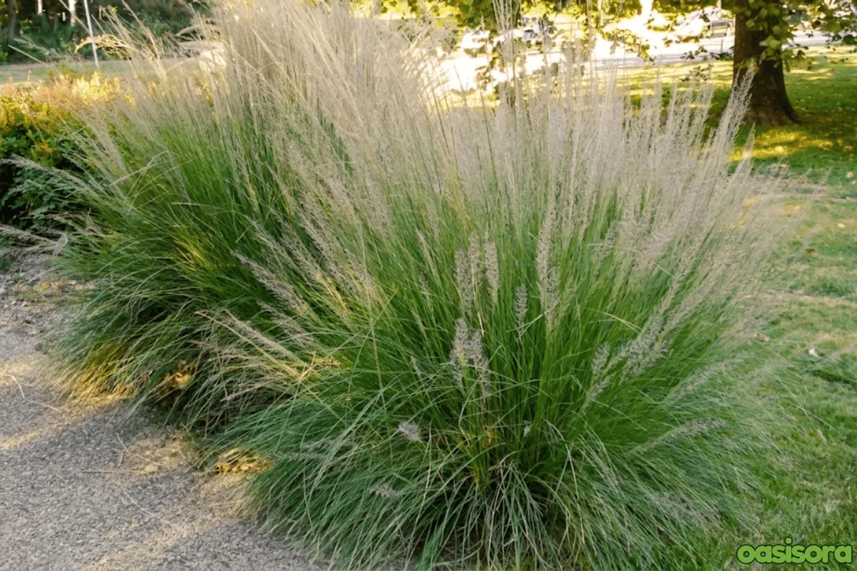 Ornamental Grasses in Your Arizona Landscape (Low Water) 6 Deer-Grass-Muhlenbergia-rigens