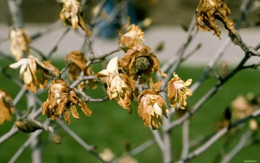 5 Simple Solutions To Frost Damage on Trees in Arizona 5 Delayed-Budding-or-Flower-Loss