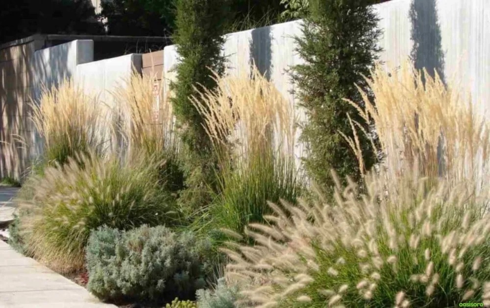 12 Best Ornamental Grasses in Your Arizona Landscape 15 Design-Ideas-for-Ornamental-Grasses-in-Arizona-Landscapes