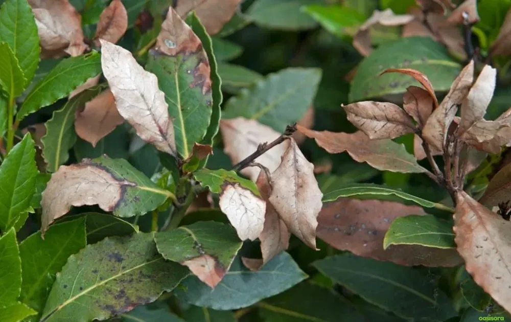 5 Simple Solutions To Frost Damage on Trees in Arizona 2 Discolored-or-Blackened Leaves