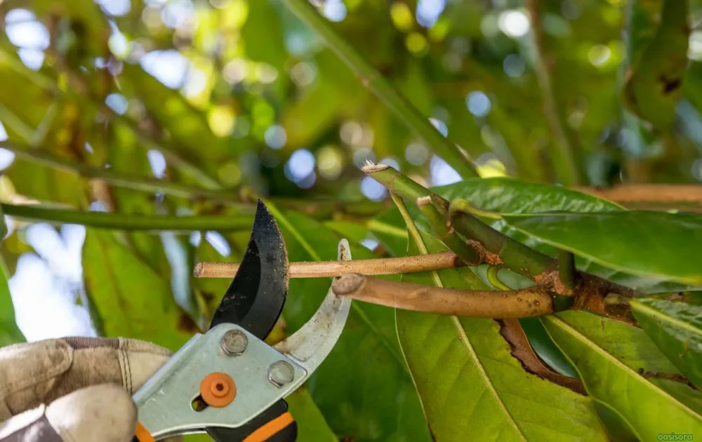 5 Simple Solutions To Frost Damage on Trees in Arizona 6 Don’t-Prune-Damaged-Areas-Right-Away