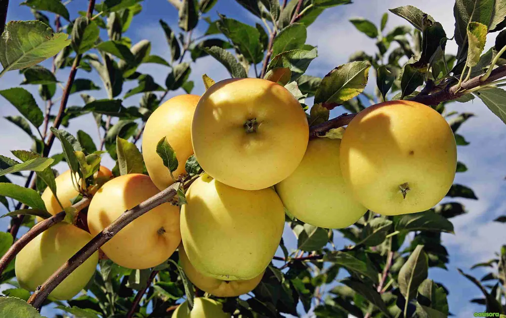 18 Best Fruit Trees to Grow in Arizona: Low-Maintenance Guide 14 Dorsett-Golden-Apple