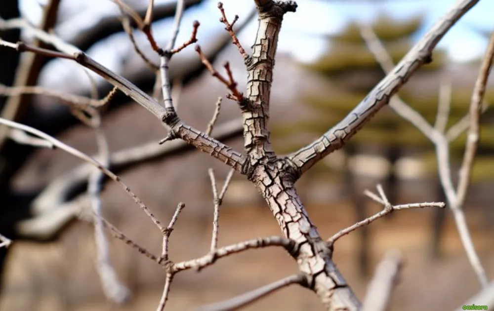 5 Simple Solutions To Frost Damage on Trees in Arizona 4 Drooping-or-Brittle-Branches