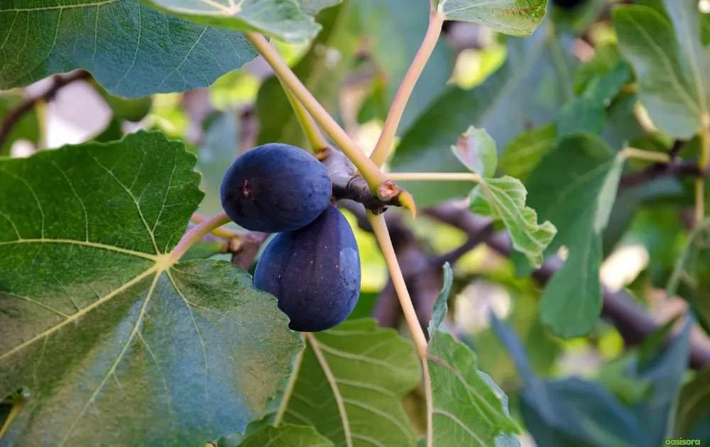 18 Best Fruit Trees to Grow in Arizona: Low-Maintenance Guide 16 Fig-Black-Mission