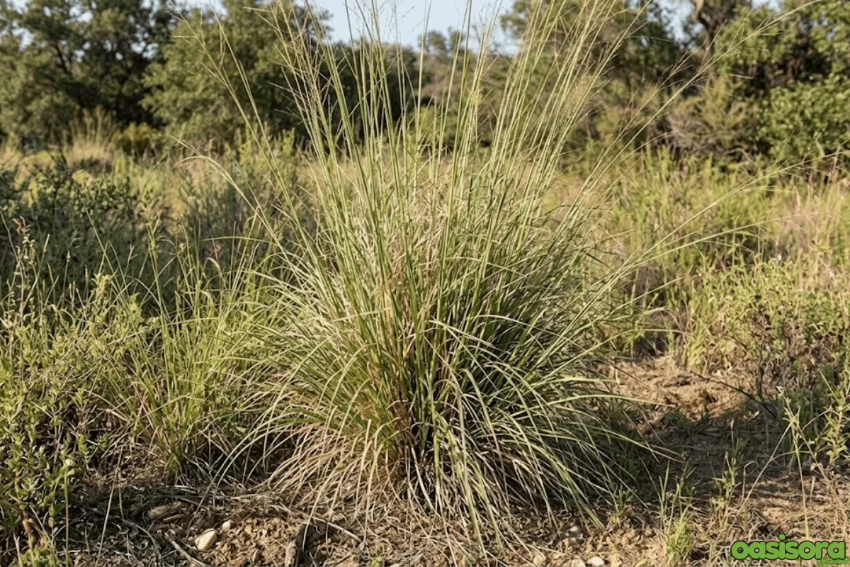 Ornamental Grasses in Your Arizona Landscape (Low Water) 7 Giant-Sacaton-Sporobolus-wrighti