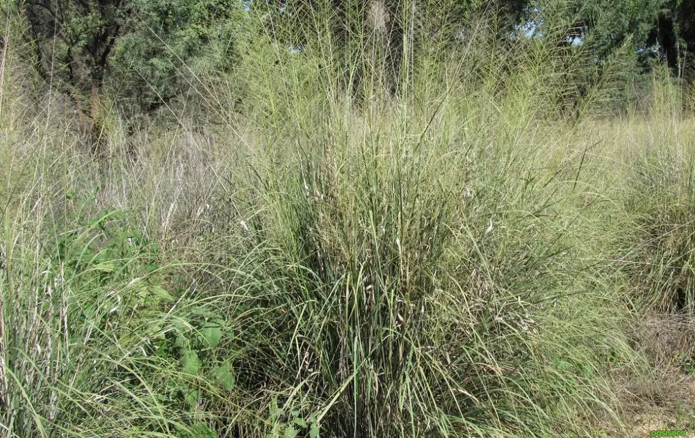 12 Best Ornamental Grasses in Your Arizona Landscape 7 Giant-Sacaton-Sporobolus-wrighti
