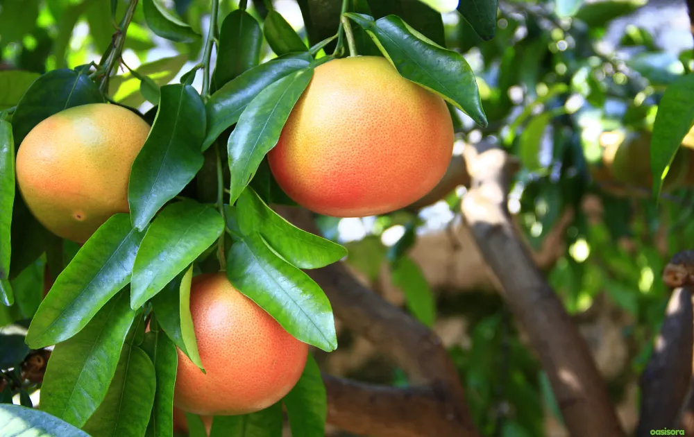 18 Best Fruit Trees to Grow in Arizona: Low-Maintenance Guide 4 Grapefruit-Trees