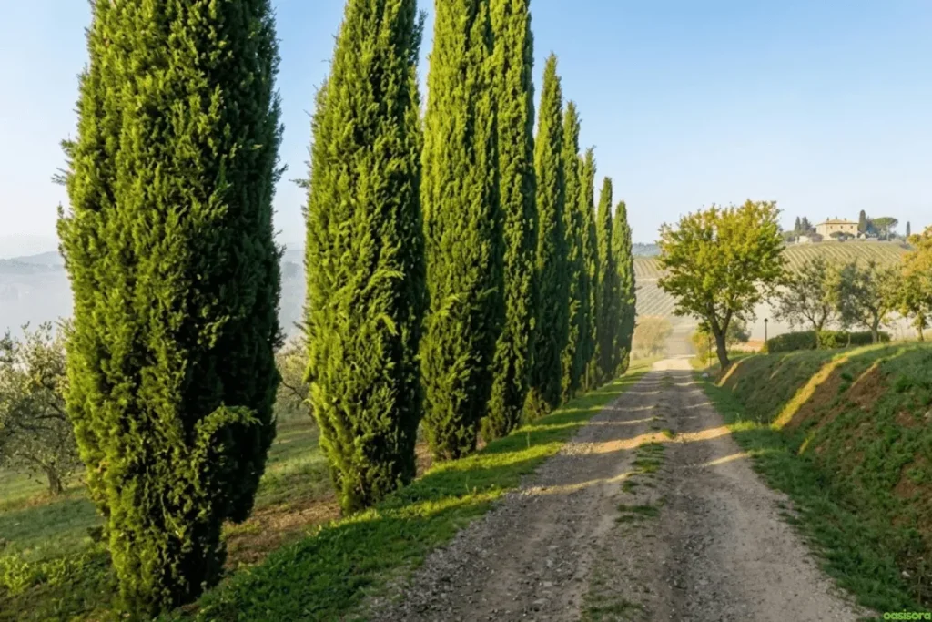 Italian-Cypress