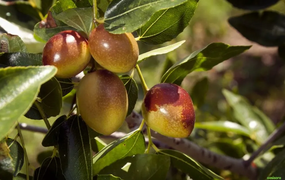 18 Best Fruit Trees to Grow in Arizona: Low-Maintenance Guide 18 Jujube-Li-Lang
