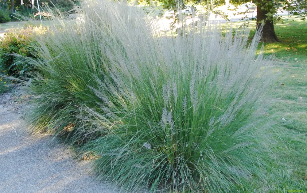 12 Best Ornamental Grasses in Your Arizona Landscape 11 Lindheimer’s-Muhly-Muhlenbergia-lindheimeri