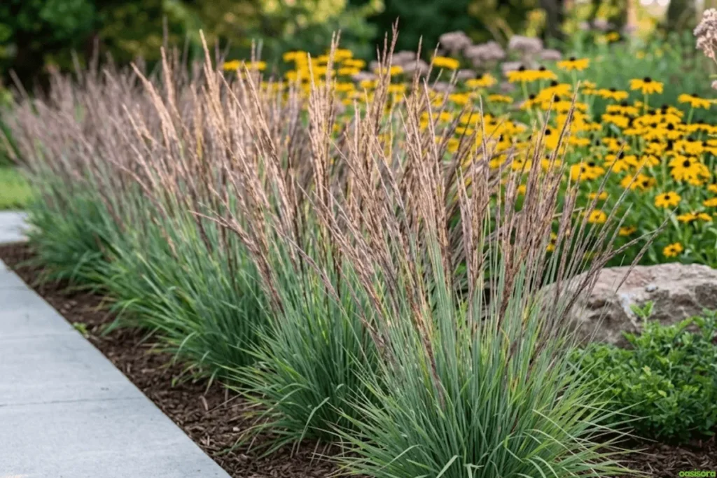 Little-Bluestem
