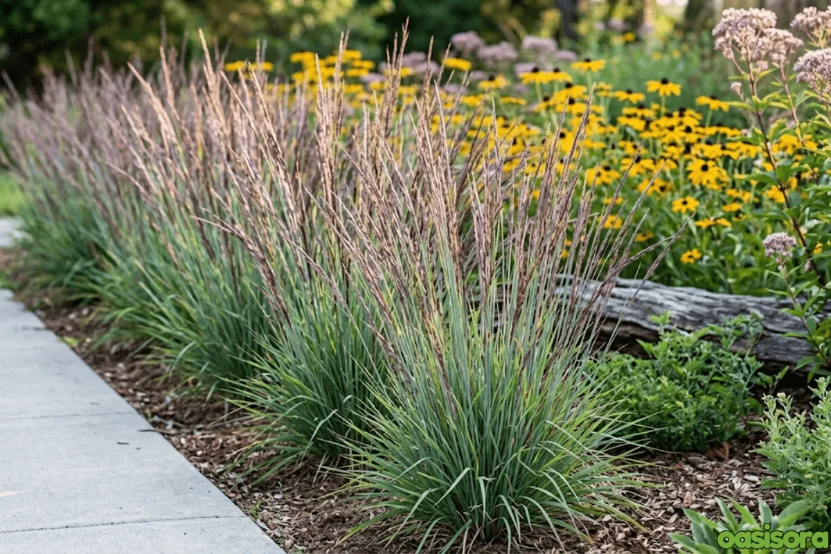 Ornamental Grasses in Your Arizona Landscape (Low Water) 14 Little-Bluestem-Schizachyrium-scoparium