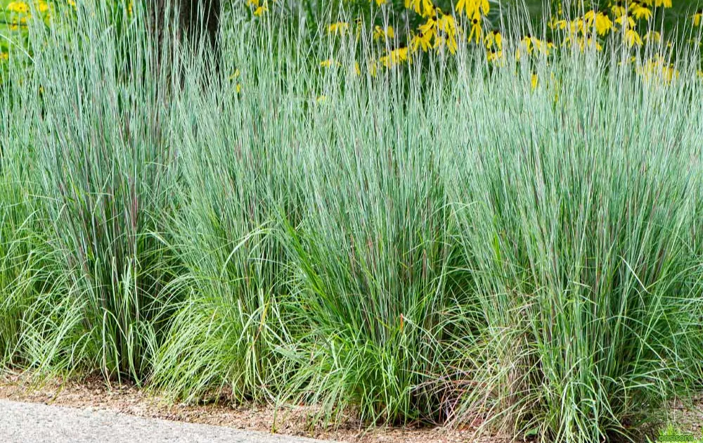 12 Best Ornamental Grasses in Your Arizona Landscape 14 Little-Bluestem-Schizachyrium-scoparium