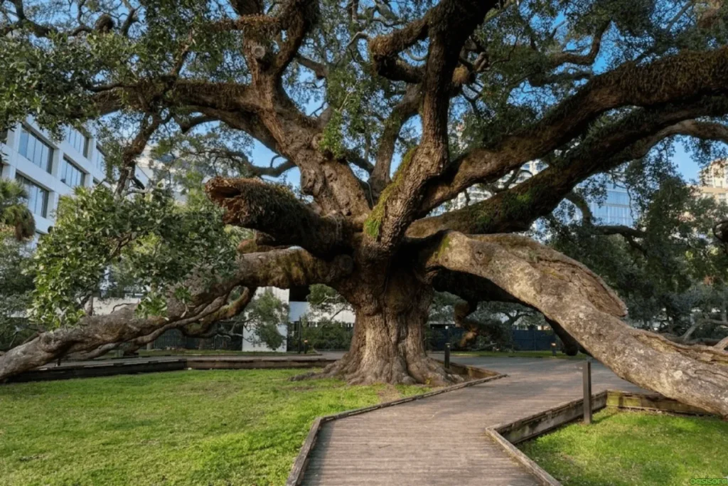Live-Oak