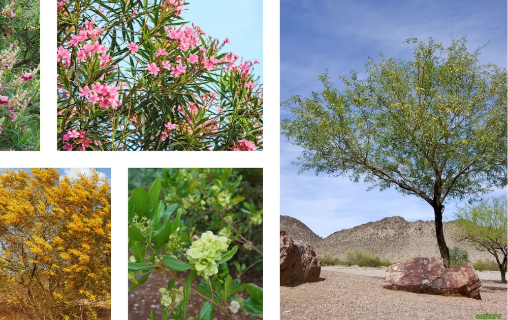 Low-Mess-Evergreen-Trees-That-Thrive-in-Arizona-Landscapes