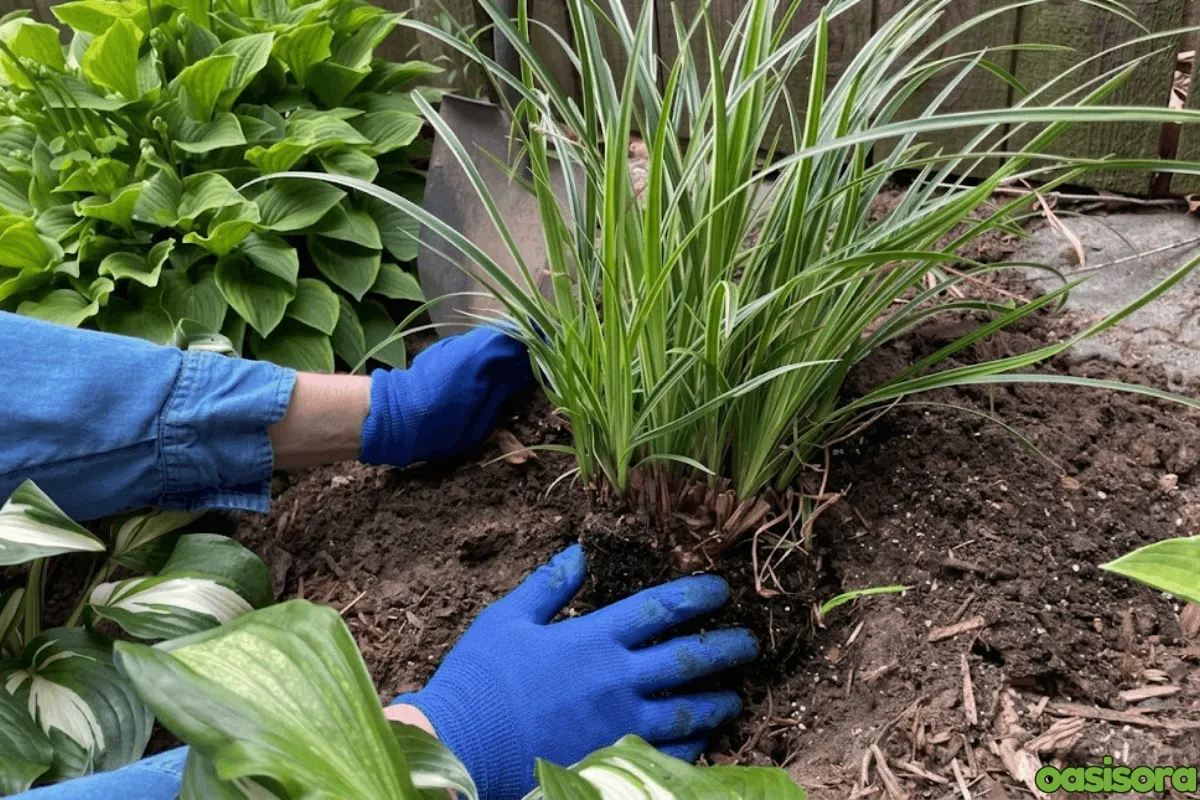 Ornamental Grasses in Your Arizona Landscape (Low Water) 16 Maintenance-Tips-for-Arizona-Ornamental-Grasses