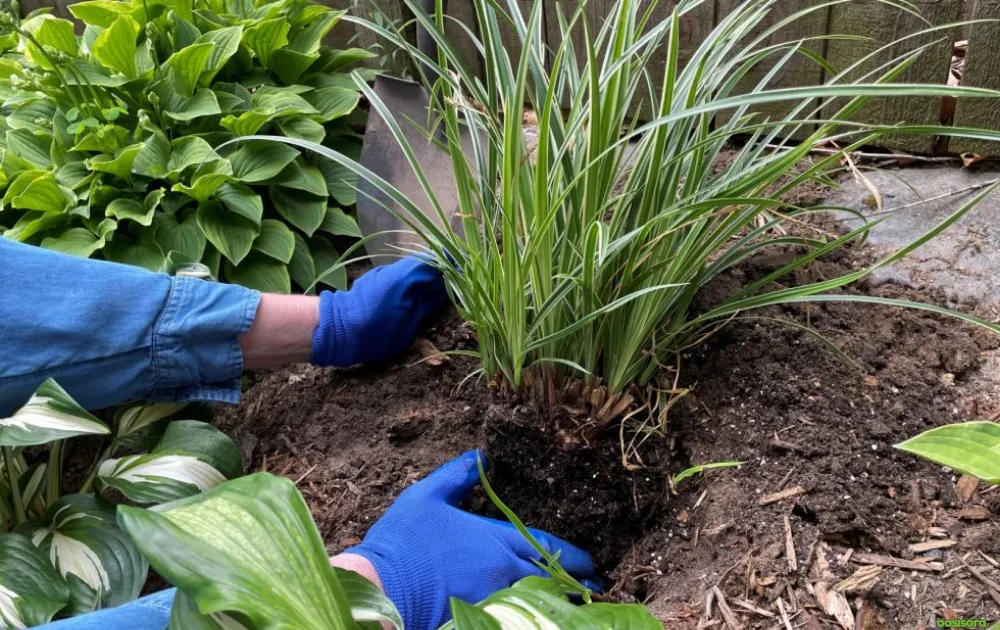 12 Best Ornamental Grasses in Your Arizona Landscape 16 Maintenance-Tips-for-Arizona-Ornamental-Grasses