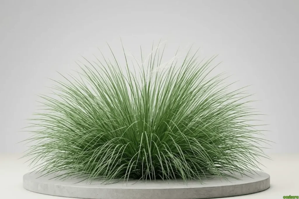 Mexican-Feather-Grass