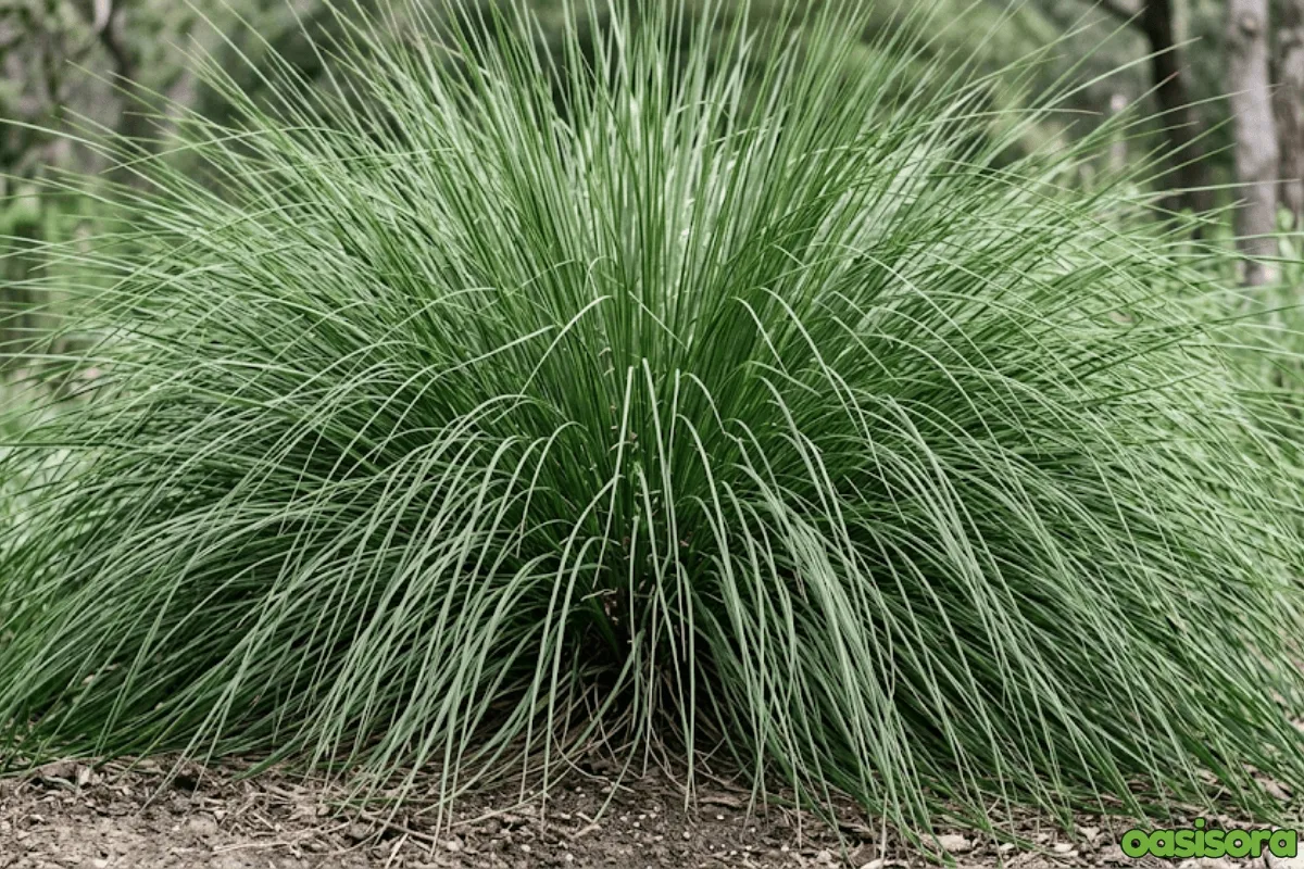 Ornamental Grasses in Your Arizona Landscape (Low Water) 5 Mexican-Feather-Grass-Stipa-tenuissima