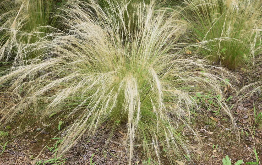 12 Best Ornamental Grasses in Your Arizona Landscape 5 Mexican-Feather-Grass-Stipa-tenuissima