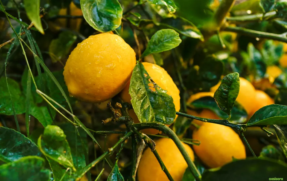 18 Best Fruit Trees to Grow in Arizona: Low-Maintenance Guide 23 Meyer-Lemon